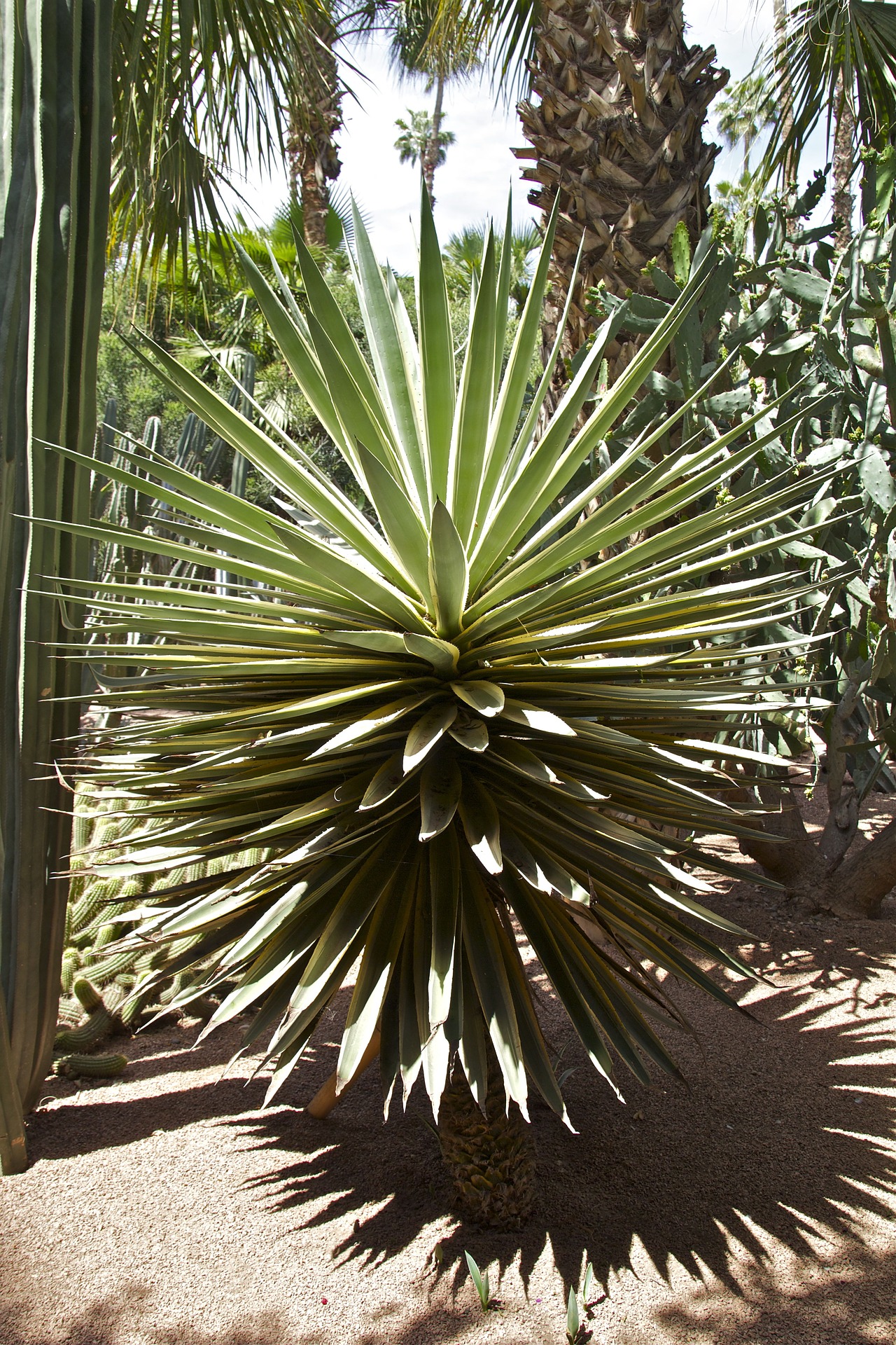 Long Weekend in Marrakech Garden Majorelle